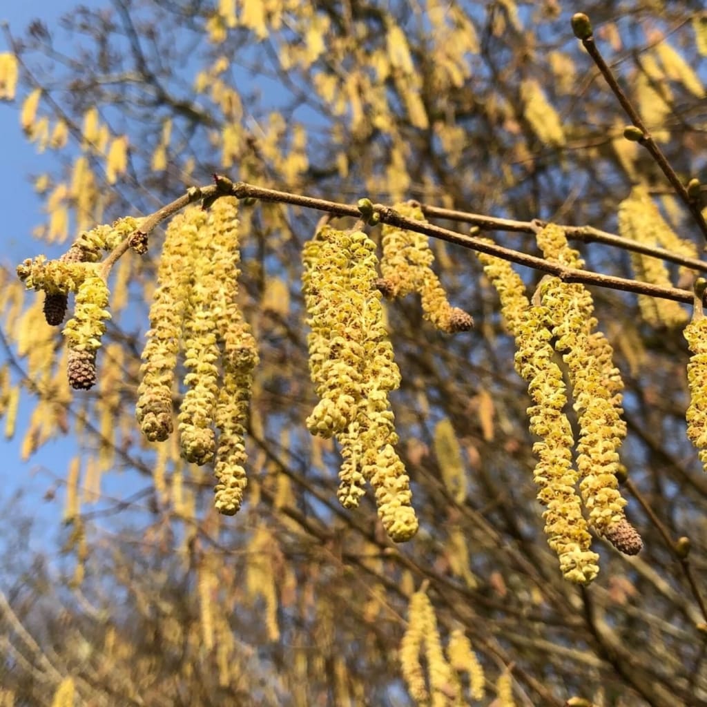 Hazel catkins. Photo credit: Rachel Bailey