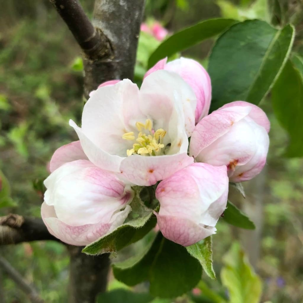 Apple blossom. Photo credit: Rachel Bailey