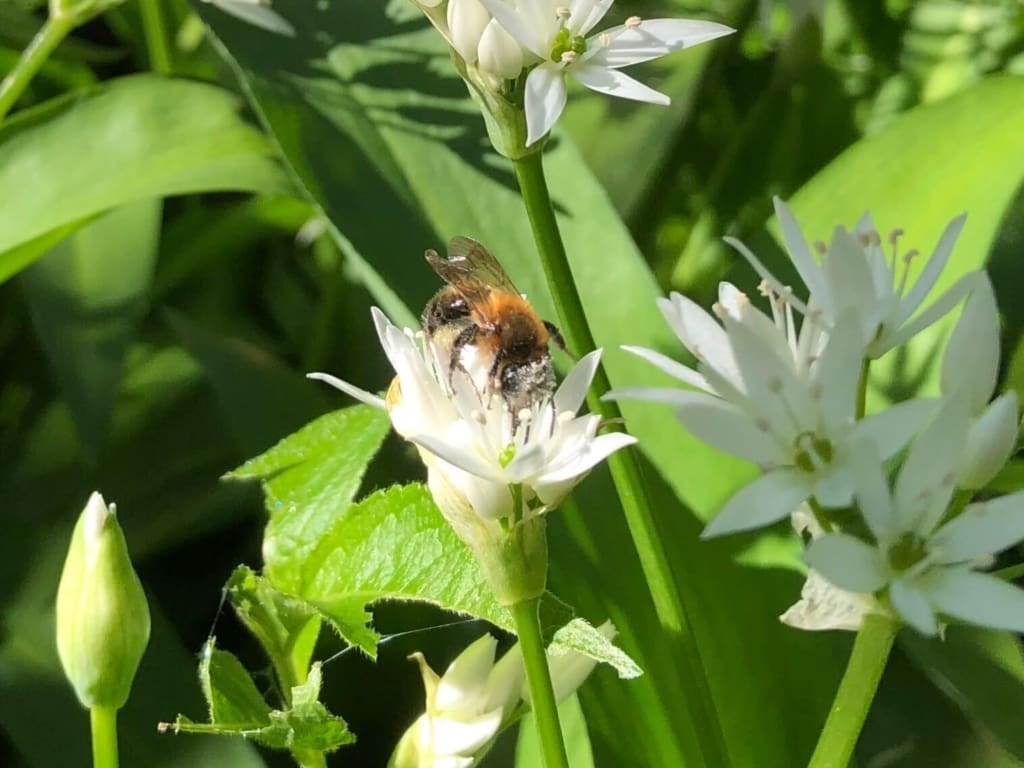 Bee covered in pollen. Photo credit: Rachel Bailey