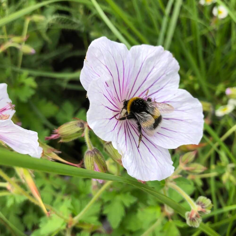 Bee on Geranium ‘Derick Cook’. Photo credit: Rachel Bailey