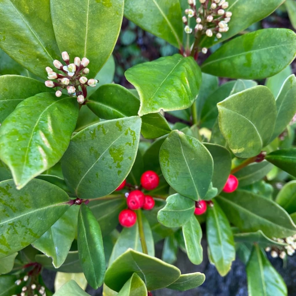 Skimmia - female with flowers & berries. Photo credit: Rachel Bailey