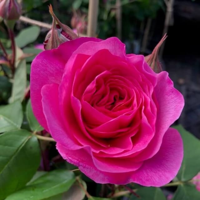 *main scent component to border