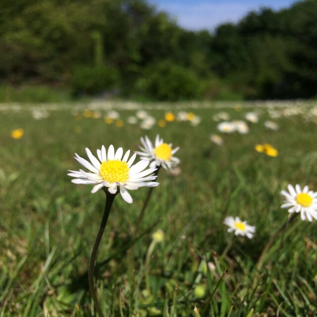 Natural grass - an ecosystem above and below the ground