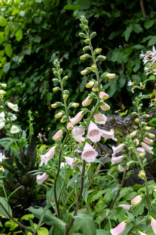 Digitalis 'Hannabee' picks up tones of Actaea in the background