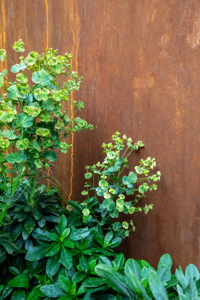 Euphorbia and Cor-Ten steel