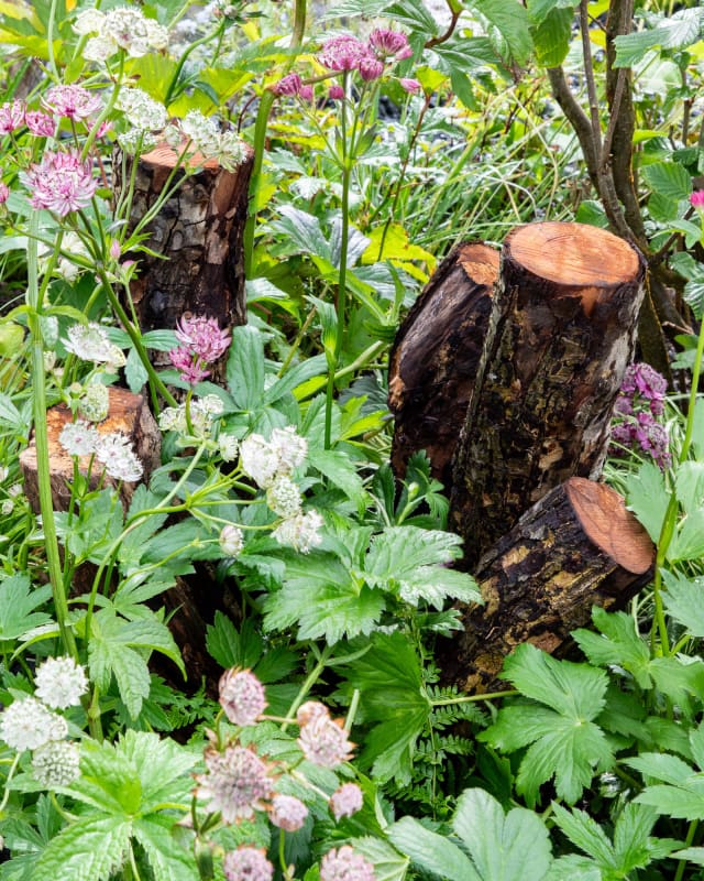 standing deadwood for natural habitat